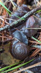 Helminthoglypta umbilicata