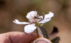 Acmaeodera