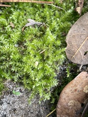Rhynchostegium