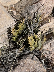 Myriopteris lindheimeri