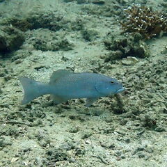 Plectropomus leopardus