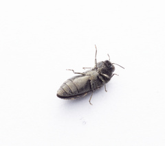 Acmaeodera