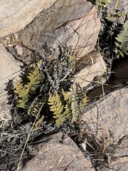 Myriopteris lindheimeri