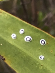 Pseudozaphanera wariensis