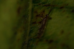 Climacia