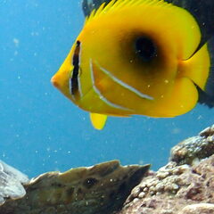 Chaetodon bennetti