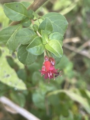 Fuchsia microphylla