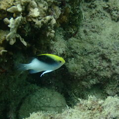 Chrysiptera rollandi