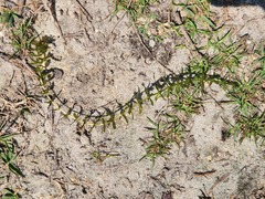 Hydrilla verticillata