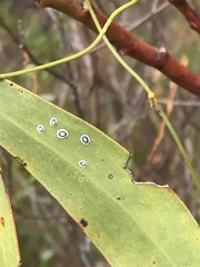 Pseudozaphanera wariensis