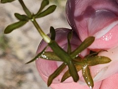 Hydrilla verticillata