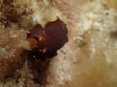 Dendrodoris