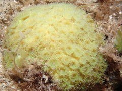 Plesiastrea versipora