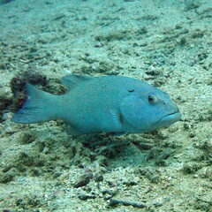 Plectropomus leopardus