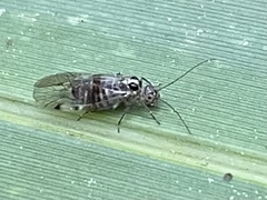 Teliapsocus