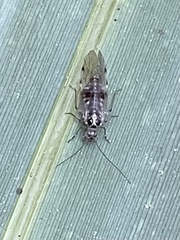 Teliapsocus