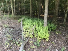 Matteuccia struthiopteris