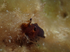 Dendrodoris