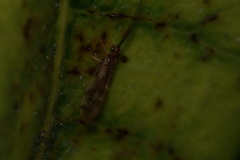 Climacia