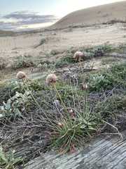 Armeria maritima californica