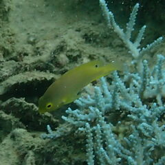 Pomacentrus amboinensis