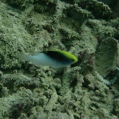 Chrysiptera rollandi