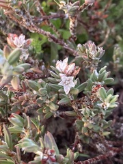 Polygonum paronychia