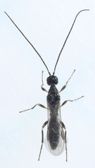 Doryctinae