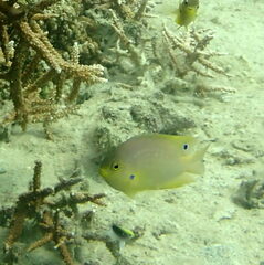 Pomacentrus amboinensis