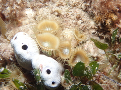 Palythoa