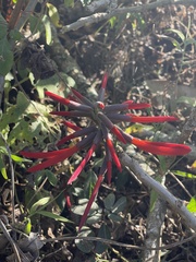 Erythrina americana