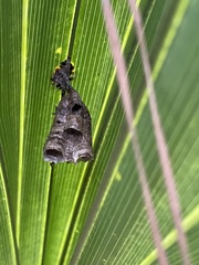Mischocyttarus mexicanus