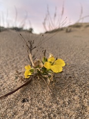 Erysimum menziesii