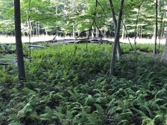 Matteuccia struthiopteris