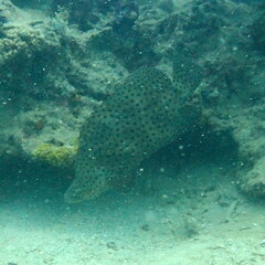 Chromileptes altivelis