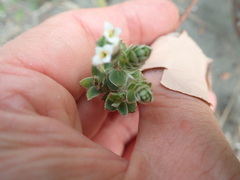 Pimelea villosa