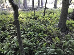 Matteuccia struthiopteris