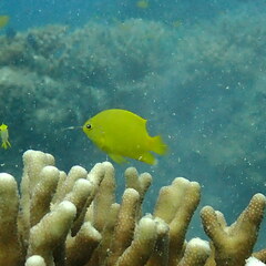 Pomacentrus moluccensis