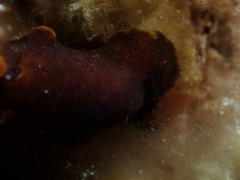 Dendrodoris