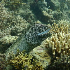 Gymnothorax meleagris