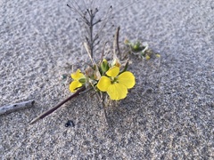 Erysimum menziesii