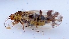 Craspedolepta nebulosa