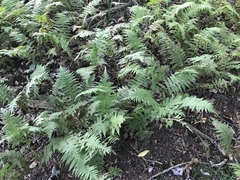 Matteuccia struthiopteris