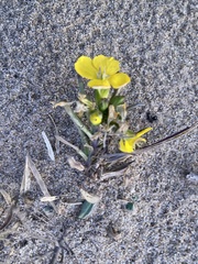 Erysimum menziesii