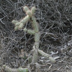 Cylindropuntia prolifera