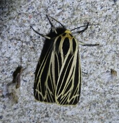 Apantesis virguncula