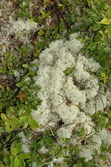 Cladonia stellaris