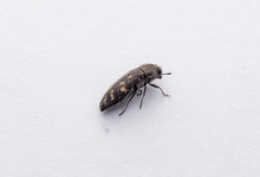 Acmaeodera