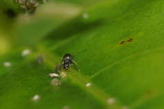 Technomyrmex difficilis