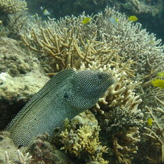 Gymnothorax meleagris